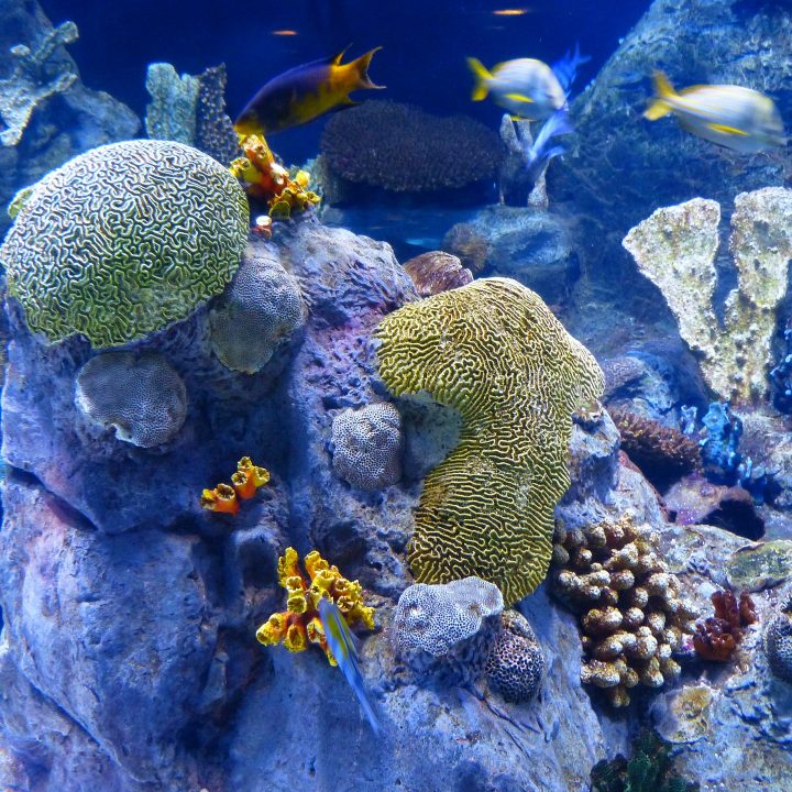 reef-gf251a7fd3_1920